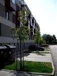 Prodej bytu 2+kk - Prosek